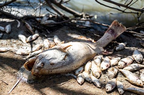 Millions of rotting fish to be removed from Outback river